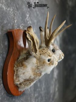 Jackalope pair his and hers taxidermy mount SKU 2314 - Image 3