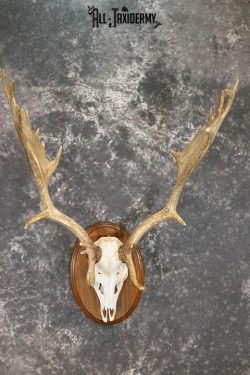 Fallow Deer Skull taxidermy mount SKU 2309