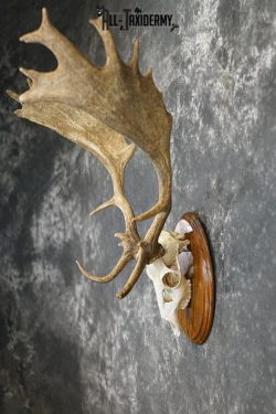 Fallow Deer Skull taxidermy mount SKU 2309 - Image 6
