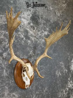 Fallow Deer Skull taxidermy mount SKU 2309 - Image 5
