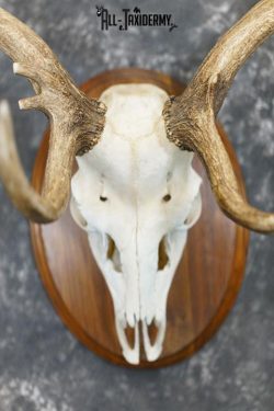 Fallow Deer Skull taxidermy mount SKU 2309 - Image 3