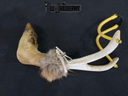 Deer leg slingshot taxidermy SKU 2339 - Image 2