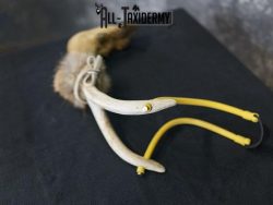 Deer leg slingshot taxidermy SKU 2339 - Image 4