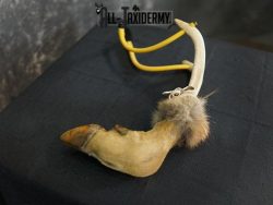 Deer leg slingshot taxidermy SKU 2339 - Image 3