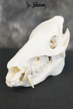 Javelina Skull taxidermy mount SKU 2336