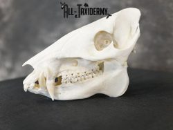 Javelina Skull taxidermy mount SKU 2336 - Image 2
