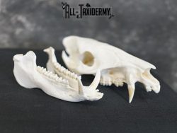 Javelina Skull taxidermy mount SKU 2336 - Image 4