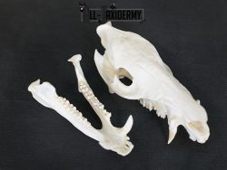 Javelina Skull taxidermy mount SKU 2336 - Image 3
