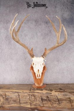 Mule Deer Skull on Plaque SKU 2639
