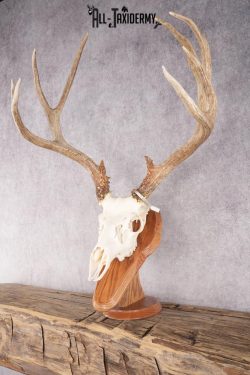 Mule Deer Skull on Plaque SKU 2639 - Image 8