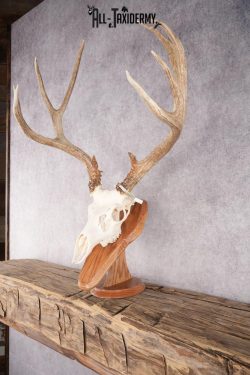 Mule Deer Skull on Plaque SKU 2639 - Image 7