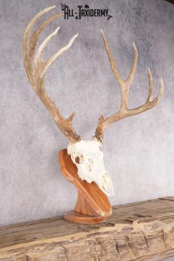 Mule Deer Skull on Plaque SKU 2639 - Image 6