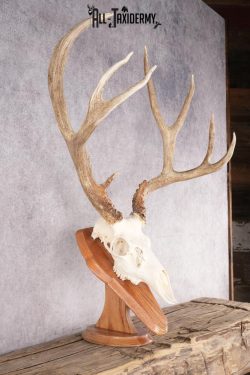 Mule Deer Skull on Plaque SKU 2639 - Image 5