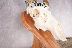 Mule Deer Skull on Plaque SKU 2639 - Image 4