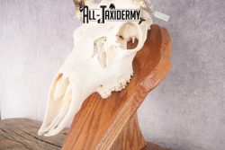 Mule Deer Skull on Plaque SKU 2639 - Image 3