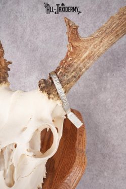 Mule Deer Skull on Plaque SKU 2639 - Image 2