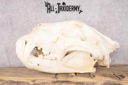 African Lion Skull and Jaw SKU 2597 - Image 5