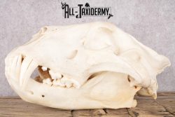 African Lion Skull and Jaw SKU 2597 - Image 4