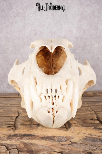 African Lion Skull and Jaw SKU 2597