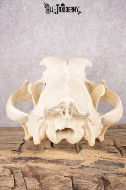 African Lion Skull and Jaw SKU 2597 - Image 2