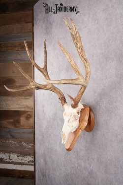 Mule Deer Skull on Plaque SKU 2638 - Image 8