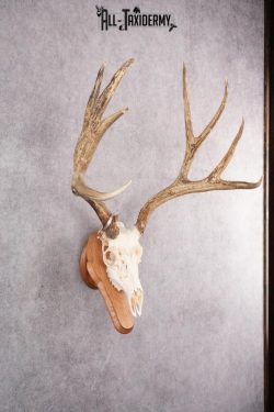 Mule Deer Skull on Plaque SKU 2638 - Image 7