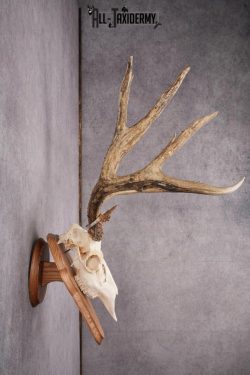 Mule Deer Skull on Plaque SKU 2638 - Image 4