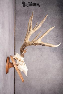 Mule Deer Skull on Plaque SKU 2638 - Image 3