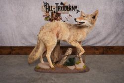 Full Body Coyote Taxidermy Mount SKU 2665