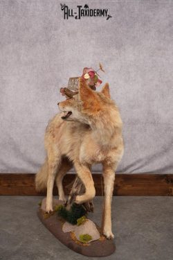 Full Body Coyote Taxidermy Mount SKU 2665 - Image 8