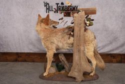 Full Body Coyote Taxidermy Mount SKU 2665 - Image 7
