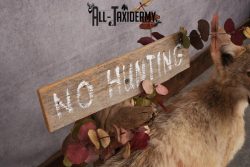 Full Body Coyote Taxidermy Mount SKU 2665 - Image 5