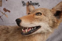 Full Body Coyote Taxidermy Mount SKU 2665 - Image 4