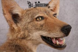 Full Body Coyote Taxidermy Mount SKU 2665 - Image 3