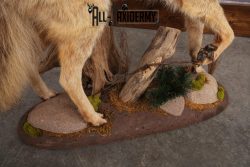 Full Body Coyote Taxidermy Mount SKU 2665 - Image 2