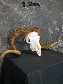 Dall Sheep european skull taxidermy for sale SKU 2171