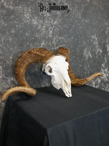 Dall Sheep european skull taxidermy for sale SKU 2171