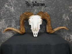 Dall Sheep european skull taxidermy for sale SKU 2171 - Image 2