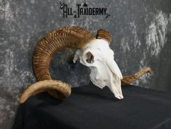Dall Sheep european skull taxidermy for sale SKU 2171 - Image 5