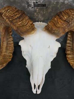 Dall Sheep european skull taxidermy for sale SKU 2171 - Image 4