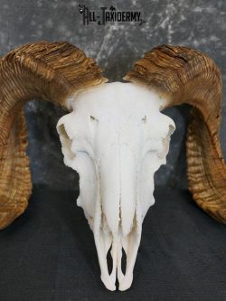 Dall Sheep european skull taxidermy for sale SKU 2171 - Image 3