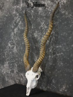Indian Black buck european skull SCI Silver SKU 2173 - Image 2