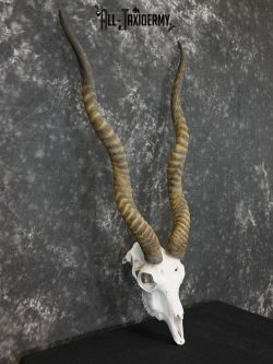 Indian Black buck european skull SCI Silver SKU 2173 - Image 5