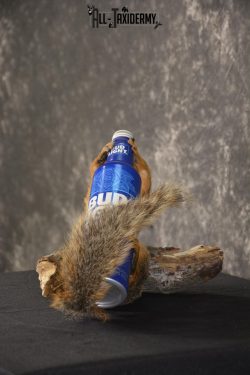 Fox Squirrel drinking Bud Light taxidermy mount for sale * SKU 2012 - Image 4