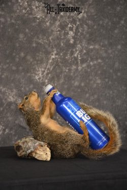Fox Squirrel drinking Bud Light taxidermy mount for sale * SKU 2012 - Image 3