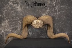 Corsican Ram Skull Plate Horns taxidermy for sale Texas Dall * SKU 2011 - Image 6