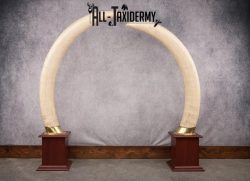 Pair of Reproduction Elephant Tusk SKU 2657 - Image 7