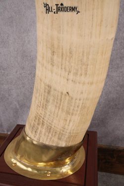 Pair of Reproduction Elephant Tusk SKU 2657 - Image 4