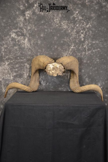 Corsican Ram Skull Plate Horns taxidermy for sale Texas Dall * SKU 2011