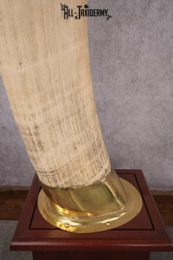 Pair of Reproduction Elephant Tusk SKU 2657 - Image 3